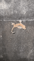 Spotted gecko observed on wall in Tampaksiring, Indonesia