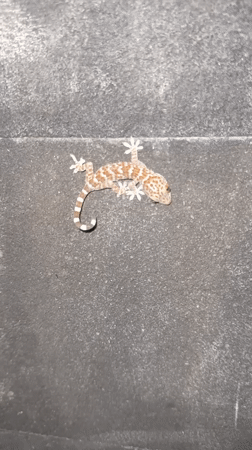 Spotted gecko observed on wall in Tampaksiring, Indonesia