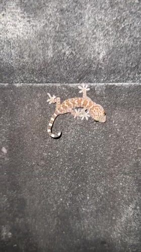 Spotted gecko observed on wall in Tampaksiring, Indonesia