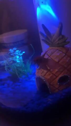 The video shows a small fish tank with a Betta fish, a pineapple-shaped house, blue gravel, and a blue-tinted light source. The Betta fish is light red and swimming around the pineapple house. The tank is round and filled with blue gravel. There's a small green plant located near the back left corner of the tank. The pineapple house has multiple openings and a textured surface. The blue-tinted light illuminates the entire scene. The camera is unsteady for a brief time during the middle of the clip.