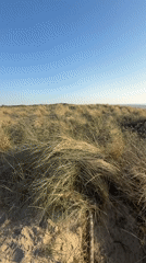 Beach activity recorded in The Hague with seal warning signs