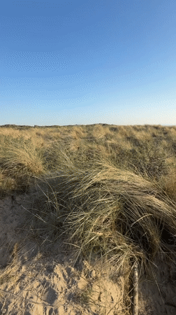 Beach activity recorded in The Hague with seal warning signs