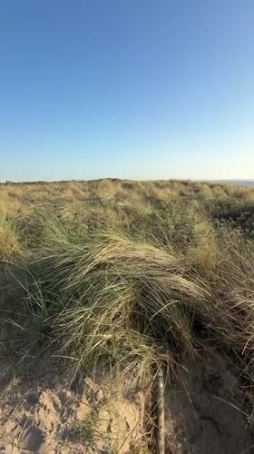 Beach activity recorded in The Hague with seal warning signs