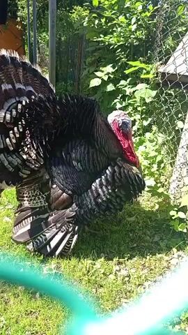 A large, black turkey with iridescent feathers is standing on a patch of green grass. Its fan-like tail feathers are partially spread, revealing intricate patterns. The turkey's head is tilted, and its bright red wattle and snood are prominent against its dark plumage. The background shows a blurred environment with green foliage, a chain-link fence, and hints of structures, suggesting an outdoor enclosure or farm setting. The lighting indicates a sunny day.