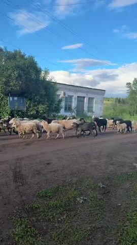 The video shows a flock of sheep, some white and some black, moving down a dirt road through what appears to be a small village. The sky is blue with scattered clouds.  On either side of the road are trees, grassy areas, a white building, wooden houses, and power lines. A person is visible in the background behind the sheep, possibly herding them. A red car taillight appears briefly on the left side of the screen.