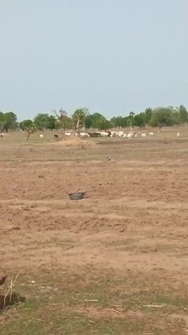 The video shows a dry, rural landscape with scattered trees and grazing animals, possibly cattle. The ground is mostly bare earth with some patches of grass. In the distance, there is a large rock formation or hill. The video appears to be taken from a moving vehicle on a dirt road. The sky is overcast.