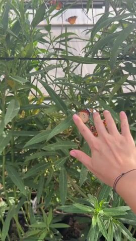 A person's left hand is in the foreground, with a thin black string bracelet on their wrist. The hand is reaching towards a plant with long green leaves, where a butterfly with orange and black markings is resting on a leaf. As the hand moves, the butterfly flies up and lands on the person's finger. The person then slowly opens their palm, and the butterfly flies away. The background consists of more lush green foliage and what appears to be a greenhouse structure with translucent panels.