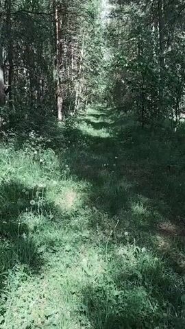 The video shows a view of a narrow, overgrown path leading through a dense forest. The path is primarily covered in grass and dandelions. Tall trees line both sides of the path, creating a natural tunnel. Sunlight filters through the canopy, casting shadows on the path and illuminating patches of green. The scene gives the impression of a secluded and untouched woodland area.