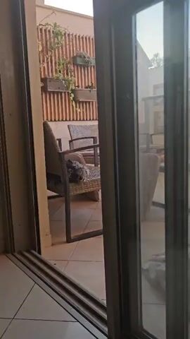 A shaggy, gray dog is curled up and sleeping on an outdoor wicker chair. The chair is on a tiled patio. Behind the chair is a wooden fence with vertical slats and planters. The scene is viewed through a glass door.