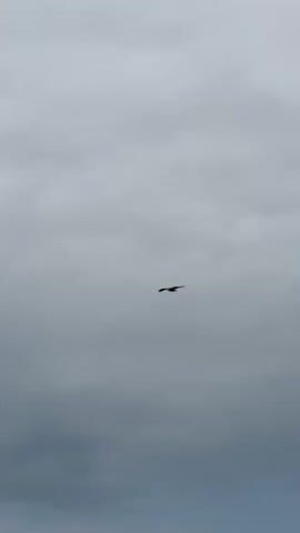 A single bird is captured in flight against a cloudy sky. The bird appears to be a raptor, possibly a hawk or eagle, with its wings spread wide. The clouds are a mix of gray and white, with some areas appearing darker and more ominous. The bird is silhouetted against the sky, making it difficult to discern any specific details of its plumage. The video is short, lasting only a few seconds, and shows the bird soaring smoothly through the air. The overall impression is one of freedom and natural beauty, with the bird appearing majestic and powerful as it navigates the open sky.
