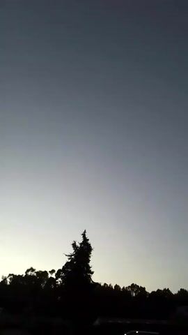 The video shows a static, low-angle shot of a treeline silhouetted against a pale gray sky, suggesting either dawn or dusk. The treeline is composed of various trees of differing heights and forms. A single, prominent tree stands slightly apart from the others. The light in the sky shifts subtly from a brighter pale tone near the horizon to a darker gray-blue further up. The environment appears calm and quiet, with no movement visible besides the changing position of the trees due to the panning camera.