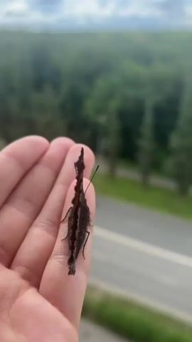 A close-up shot shows a person's hand holding a dark brown butterfly with orange markings on its wings. The butterfly is perched on the person's finger, with its wings folded at the start of the video and then opening to reveal its colorful pattern. The scene is set outdoors, with a blurred background of green trees and a cloudy sky, suggesting it is daytime. The soft focus on the background indicates the camera is focused on the butterfly and hand. There is no visible text. The video appears to capture a moment of gentle interaction with nature, possibly conveying a sense of peace or wonder.