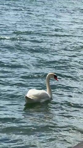 A white swan swims in choppy, blue water under a bright sky. The swan is facing right and its head is slightly turned to the right. The swan has a white body, a long white neck, and a red beak with a black tip. The water is calm with small waves and reflects the sunlight. The bottom of the frame shows a darker, rocky area, possibly a shoreline.