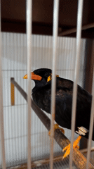 Great Myna bird spotted in cage in Nha Trang