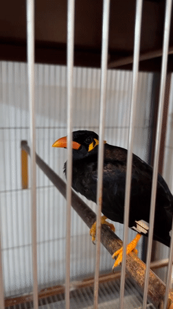 Great Myna bird spotted in cage in Nha Trang