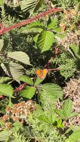 A small orange butterfly is perched on a thorny red branch surrounded by green leaves and dry grass.