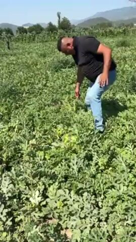 The video shows a man in a field of watermelons. The man is wearing a black shirt and blue jeans. He is bending over, looking at the watermelons. He reaches down and picks one up. The field is green and lush, and there are mountains in the background. The weather is sunny.