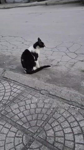 A black and white cat sits on a cracked pavement next to a patterned walkway. The cat is facing away from the camera and appears to be looking to the right. The environment is an outdoor urban setting with a gray sky.