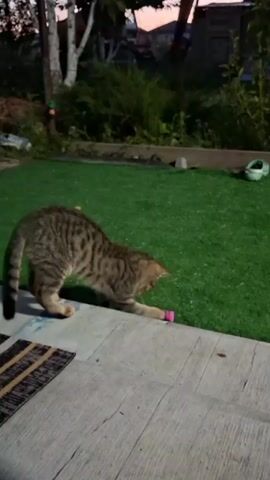A tabby cat is playing with a pink toy on a patch of artificial grass. The cat is in a crouched position, batting at the toy with its paws. The background shows trees, bushes, and a building in the distance. The lighting suggests it is either dawn or dusk.