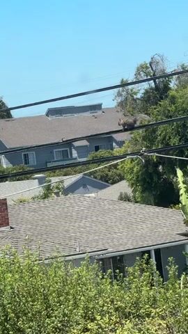 This is a vertical video of a squirrel running across power lines in a suburban area. The squirrel is the primary subject, and it is captured mid-motion, appearing to be on the move. The scene is set in a residential neighborhood with several houses visible, featuring gray roofs and some landscaping. A tall, gray apartment-like building is in the background.

The activity taking place is the squirrel's movement along the power lines. It's unclear if the squirrel is heading somewhere specific or just traversing the lines.

Notable details include the bright, sunny weather, indicated by the clear blue sky and the strong shadows. The time of day appears to be midday due to the lighting conditions. The location context of San Mateo, USA, suggests this is an outdoor urban or suburban environment. There is no discernible text in the video. The overall emotion conveyed is one of observing nature in an everyday setting, with the squirrel's agile movement being the focal point. The presence of power lines and residential buildings provides context for the squirrel's habitat.