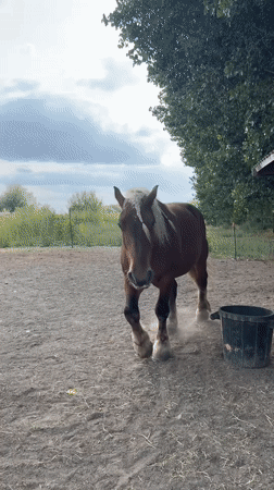Horses and riders at a Belgian equestrian facility