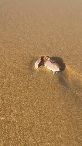 A close-up video shows a small, light pinkish-brown crab with visible claws and legs partially buried in wet, golden-brown sand. The sand shows faint ripple marks. The crab is positioned slightly off-center to the left. In the final frame, a portion of a light green and white beverage can enters the frame from the right side, obscuring part of the crab and sand. The lighting suggests it is daytime, possibly late afternoon, with a shadow cast by the crab.