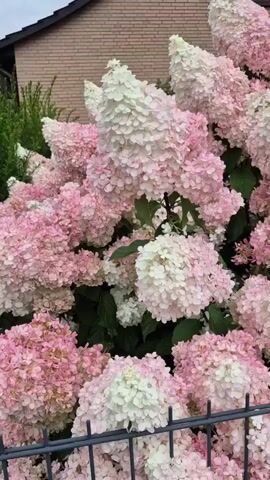 The video shows a close-up view of a large hydrangea bush with numerous pink and white flowers. The bush is in full bloom and the flowers are clustered together in cone-shaped panicles. The leaves of the bush are dark green. In the background, there is a brick building and a black metal fence. The video is shot in natural daylight.