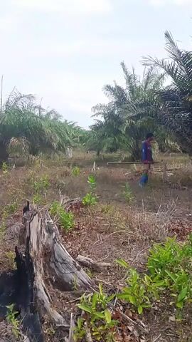 A person wearing a blue and red jersey and khaki shorts walks through a field of palm trees. The person is holding a long pole with a blue container attached to the end, which they are using to spray something on the plants. The ground is covered in dry grass and fallen palm fronds. The sky is cloudy.