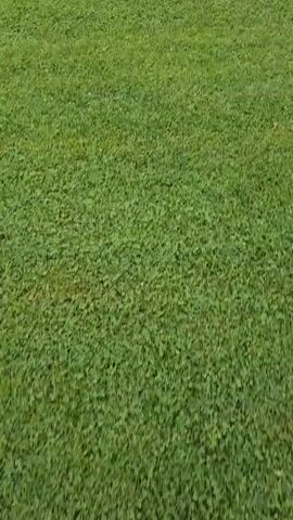 The video begins with a close-up shot of a verdant green grass field, showing individual blades and a uniform texture. The camera then slowly pans upwards and outwards to reveal a wide, empty outdoor sports field, consistent with a football (soccer) pitch.

The field is meticulously maintained with clearly visible mown stripes across its expanse. In the distance, a white soccer goal stands prominently on the far side of the field, slightly to the right of the center. Further to the right, another white structure, possibly another goal or a piece of playground equipment, is faintly visible.

A line of mature trees borders the far edge of the field, separating it from what appears to be a residential or urban area with buildings and utility poles discernable in the background. The sky is overcast, presenting a uniform light grey tone, suggesting a cloudy day without direct sunlight.

No people or specific activities are observed on the field, contributing to a calm and serene atmosphere. The scene depicts a quiet, ready-to-use sports facility. No visible text appears in the video.
