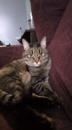 Woman and cat photographed on burgundy couch in Yekaterinburg