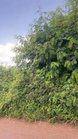 The video shows a stationary camera facing a scene dominated by lush green vegetation. In the foreground, there is a dirt or gravel path. Behind the path, tall grasses and bushes are abundant. Further in the background, a large tree with a full canopy stands tall, surrounded by more greenery. The sky above is blue with scattered white clouds. The overall impression is a natural, outdoor environment, possibly a rural or undeveloped area.