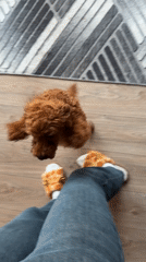 Toy poodle at feeding time, full of energy indoors