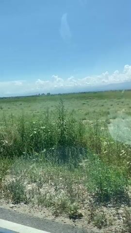 This video shows a view from a vehicle moving through a green, grassy landscape under a clear blue sky with scattered white clouds. The foreground has dry, rough ground with sparse vegetation. As the vehicle moves, several trees with green foliage appear on the right side of the frame, with some bare branches visible. In the distance, the landscape appears flat and undeveloped, with some structures or buildings visible on the horizon. The sun appears to be shining brightly.