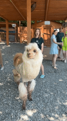 Morning at a Sochi animal park, alpacas and all