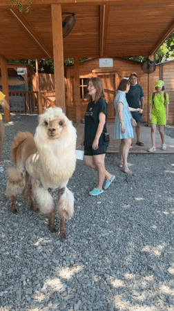 Morning at a Sochi animal park, alpacas and all