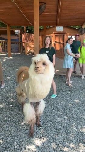 Morning at a Sochi animal park, alpacas and all