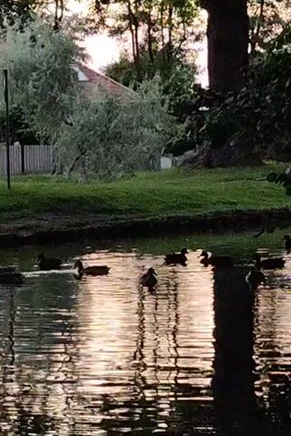 The video shows a pond with several ducks swimming. The water is reflective, showing the sky and trees. There is greenery and trees surrounding the pond, with a house visible in the background. The lighting suggests it is either sunrise or sunset. The ducks are moving on the water.