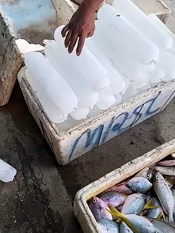 The video displays an outdoor marketplace scene with a focus on two containers. The foreground features a white plastic container filled with numerous cylindrical blocks of ice. These ice blocks are packed tightly together, suggesting they are intended for preservation. To the right of the ice container is another white plastic container overflowing with fresh fish. The fish appear to be of various species and sizes, some whole and others possibly cut. The background shows a dusty ground, other market stalls with goods, and a blurred figure walking in the distance, indicating a bustling commercial environment. The overall impression is of a fish market preparing to sell its catch, with ice being used to keep the seafood fresh.