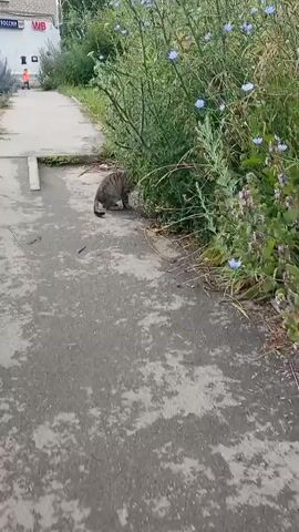 The video shows a tabby cat walking on a paved path next to a patch of overgrown greenery. The cat is the main subject, a domestic short-haired feline with tabby markings. It walks towards the camera, looking directly at it with alert eyes. The scene is outdoors, likely in a suburban or semi-rural setting, given the presence of a brick building with visible signage in the background and the unkempt vegetation.

The activity is the cat's movement along the path. It starts near the bushes, then walks into the open path, approaching the camera. The path appears to be made of concrete or asphalt and shows signs of wear and tear, with some patches of lighter and darker grey. The vegetation beside the path is dense and includes tall green plants with small blue flowers, possibly chicory, and other wild grasses.

Notable details include the cat's focused gaze and its tail held high, suggesting curiosity or confidence. The time of day appears to be daytime, with ample natural light. The weather seems calm and overcast or hazy, as there are no harsh shadows.

Visible text in the background, on the building, includes what appears to be Cyrillic lettering, possibly "РОССИИ" (Rossii), and the logo "WB". These suggest a commercial establishment. The overall impression is a candid moment captured of a common domestic animal in an everyday outdoor environment.