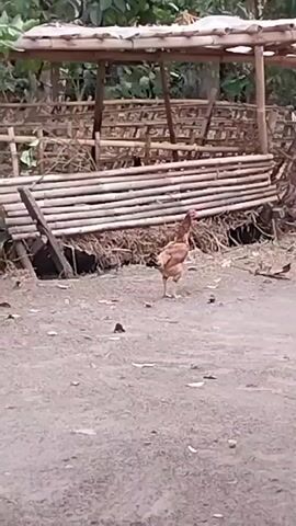 A rooster stands on dirt ground in front of a bamboo structure covered with a thatched roof. The rooster is facing away from the camera, with its head turned to its left. The bamboo structure appears to be a shelter or enclosure of some kind, with horizontal bamboo poles arranged in rows and some vertical supports. Behind the bamboo structure, there are more piles of bamboo and some foliage visible. The ground is dusty and dry, with a few scattered leaves and small dark objects. The lighting suggests it is daytime, possibly overcast. The overall scene depicts a rural or agricultural setting.