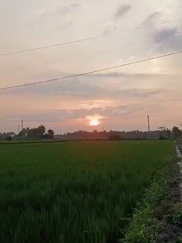 The video shows a panoramic view of a rice paddy field during sunset. The sun is low on the horizon, casting a warm glow across the sky and illuminating the lush green crops. In the distance, silhouetted trees and structures are visible. The video pans to reveal an irrigation channel running alongside the paddy field, with water flowing through it. The overall scene depicts a serene rural landscape at dusk.