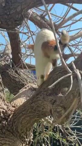 A white cat with orange markings is high up in a tree with bare branches against a blue sky. The cat carefully navigates along a thick branch, looking around as it moves. The camera is positioned below the cat, looking up.