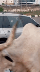 Zebu cow walks through Abuja streets, captured from vehicle