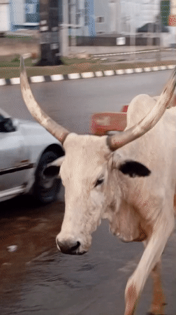 Zebu cow walks through Abuja streets, captured from vehicle