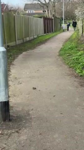 The video shows a slightly upward-angle view of a gray, concrete pedestrian path lined by weathered fences on both sides. The fences are a mix of light gray and brown. A sparse collection of green grass and weeds grows along the base of the fences. In the distance, an adult and a child are walking away from the camera down the path. The child is wearing a dark jacket and the adult is wearing a longer, dark coat. Above the fences, bare-branched trees are visible, with a glimpse of a house roof on the left. A street lamp stands along the path. The weather appears overcast.