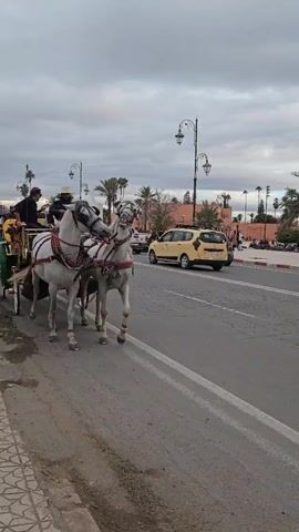 The video shows a procession of horse-drawn carriages along a street in what appears to be a city. The carriages are ornate, with green and gold detailing. They are pulled by pairs of white horses wearing elaborate harnesses. People are riding in the carriages. The riders are wearing various types of clothes. Some are wearing hats and sunglasses. One woman in the carriage waves to the camera.  The street is paved and has a designated bike lane. Cars are parked along the side of the road and other people are walking in the background. The sky is cloudy. In the background is what appears to be a tall brick building with architectural details characteristic of the region. There are palm trees and streetlights along the road.