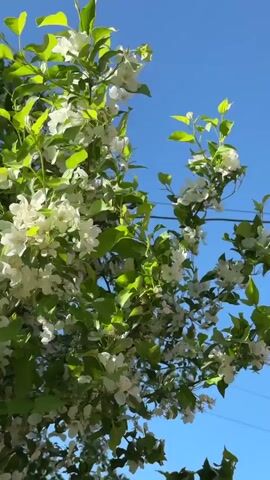 The video shows a tree with white flowers in full bloom against a clear blue sky. The tree has lush green leaves, and the branches are filled with clusters of white blossoms. A thin black wire is visible in the background, running horizontally across the top portion of the shot. The camera angle is looking up into the tree, and the wind is causing the branches to sway gently.