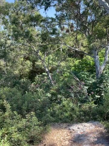The video shows a lush, green forest with tall trees and dense undergrowth. The camera pans slowly, revealing a rocky path in the foreground and a sun-drenched landscape. The time appears to be daytime, with bright sunlight filtering through the leaves, suggesting fair weather. The overall impression is one of natural beauty and tranquility, with no people or specific objects of interest, aside from the natural elements of the forest. The location of Neo Chorio, Cyprus, implies a Mediterranean climate and vegetation. The video does not contain any visible text.