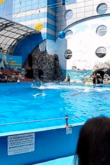 Dolphin performances documented at aquarium facility during morning hours