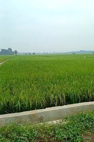 A wide shot captures a vast expanse of lush green rice paddy fields under a bright, slightly hazy sky. In the foreground, a concrete edge, possibly part of an irrigation ditch or a small pathway, runs parallel to the camera's movement. Green weeds and small plants grow along this concrete structure. The camera slowly pans to the right, revealing more of the expansive fields stretching towards a distant horizon where scattered trees and faint structures are visible. An electricity pole briefly appears on the right side of the frame as the camera continues its movement. The scene is dominated by the vibrant green of the rice plants, which appear to be mature but not yet ready for harvest. The sound of wind is audible, suggesting an open, rural environment. The overall impression is one of a peaceful, agricultural landscape in Keudeblangara, Indonesia, on a clear day.